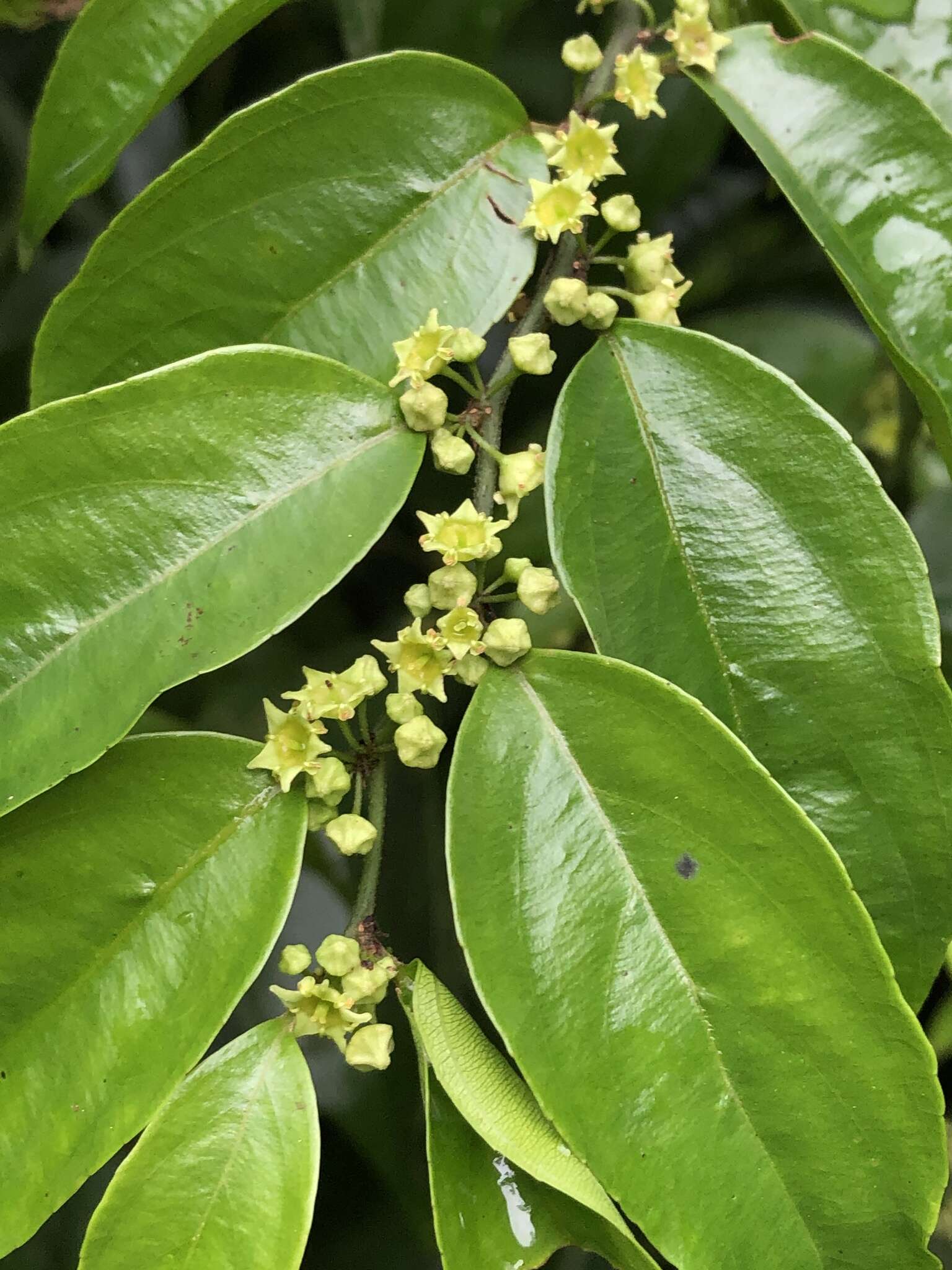 Imagem de Ventilago leiocarpa Benth.