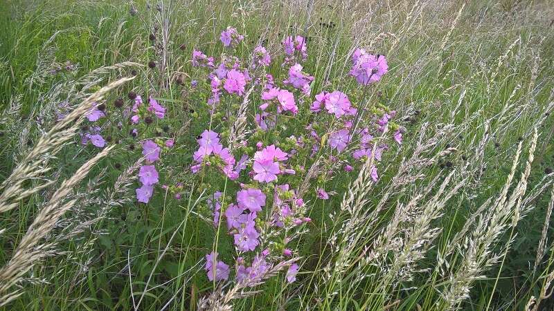 Image of musk mallow