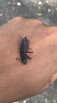 Image of Dark Mealworm