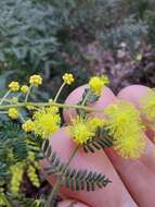 Sivun Acacia pubescens (Vent.) R. Br. kuva