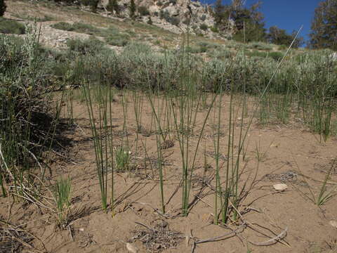 Image of Juncus balticus subsp. ater (Rydb.) Snogerup