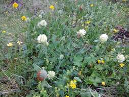 Image de Trifolium canescens Willd.