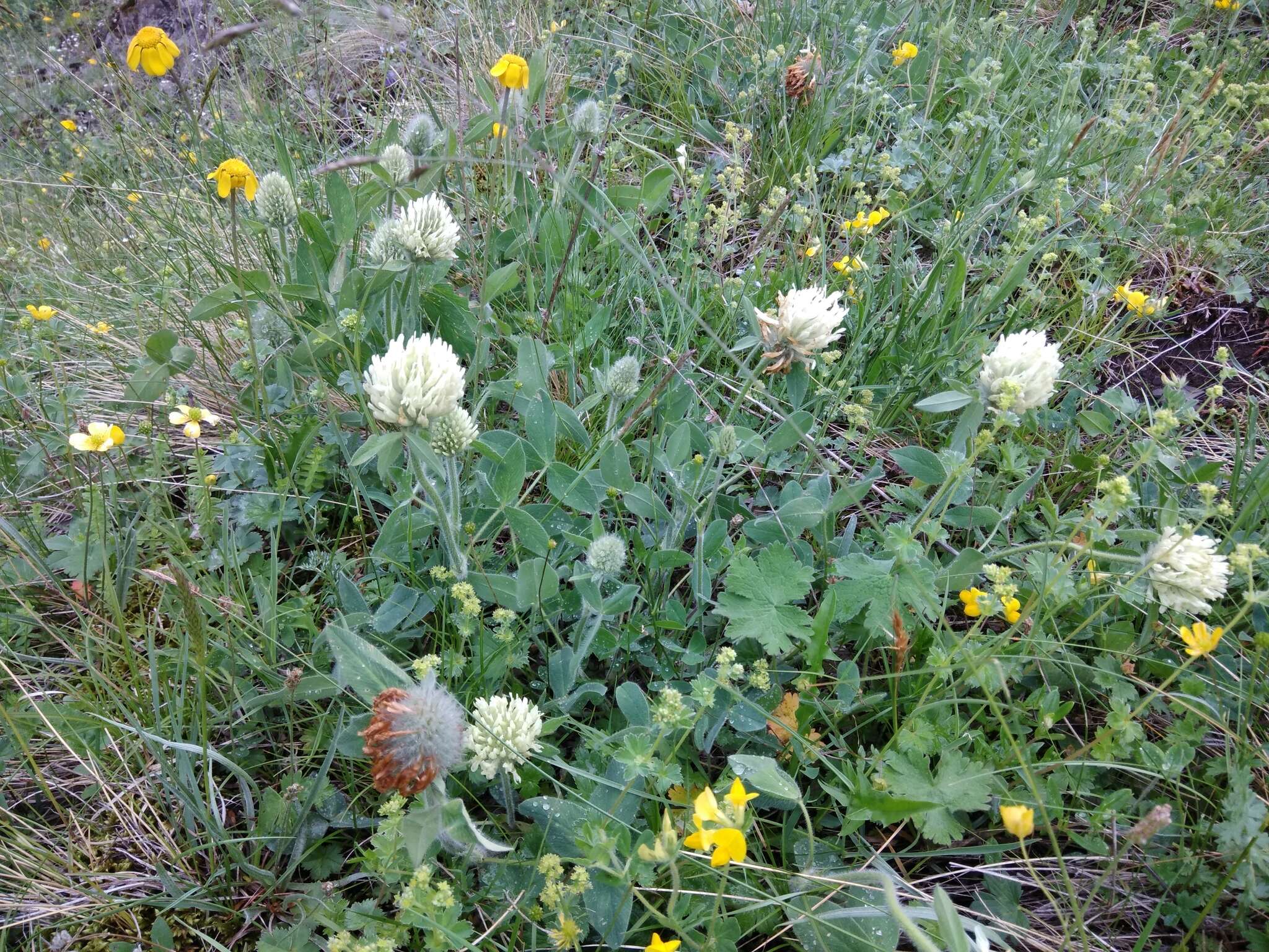 Image de Trifolium canescens Willd.