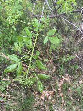 Image of common hoptree