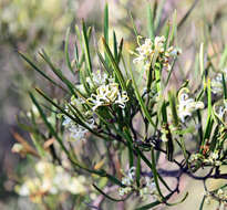 Image of Grevillea viridiflava R. O. Makinson