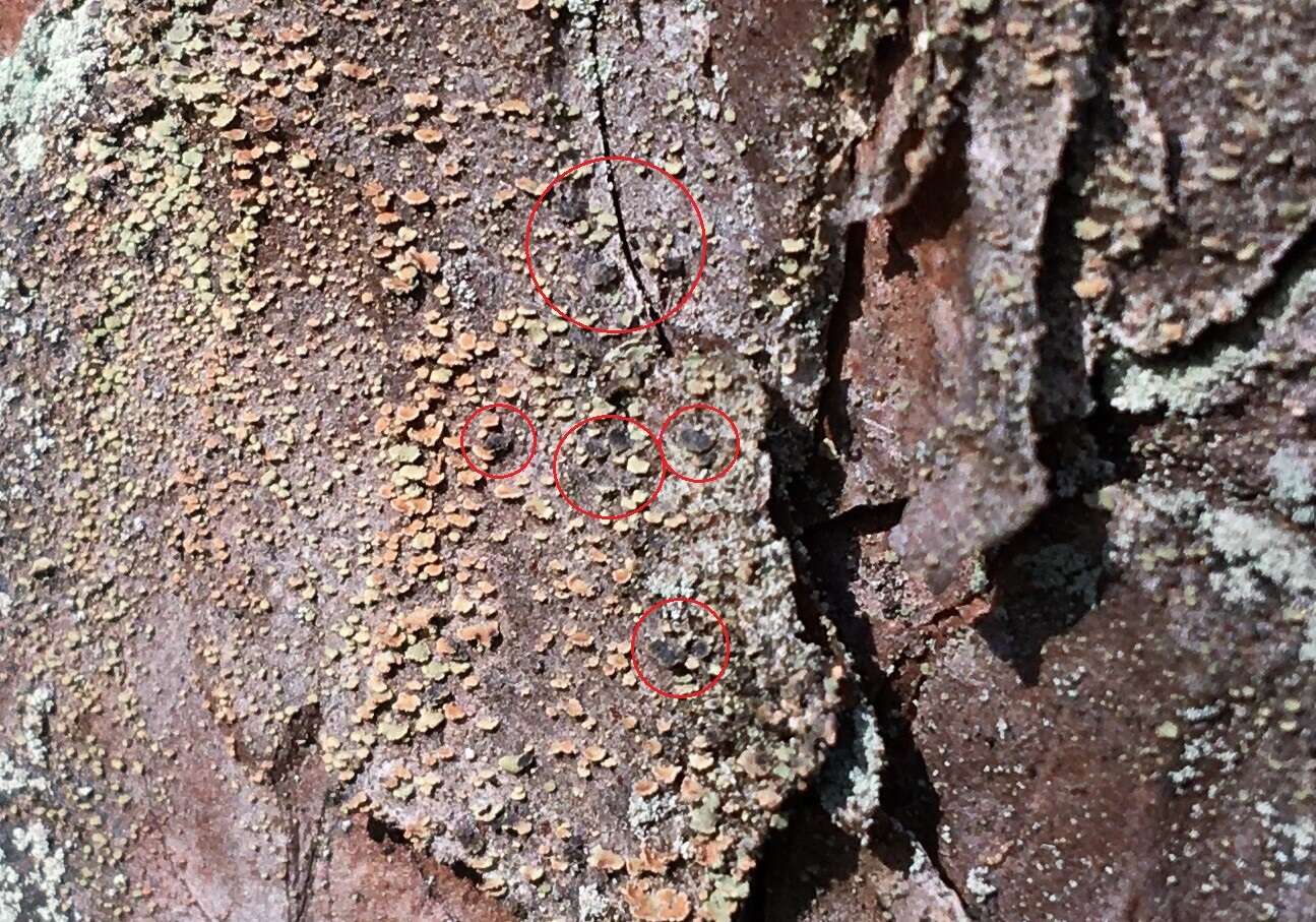 Image of clypeococcum lichen