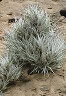 Imagem de Tillandsia albida Mez & Purpus