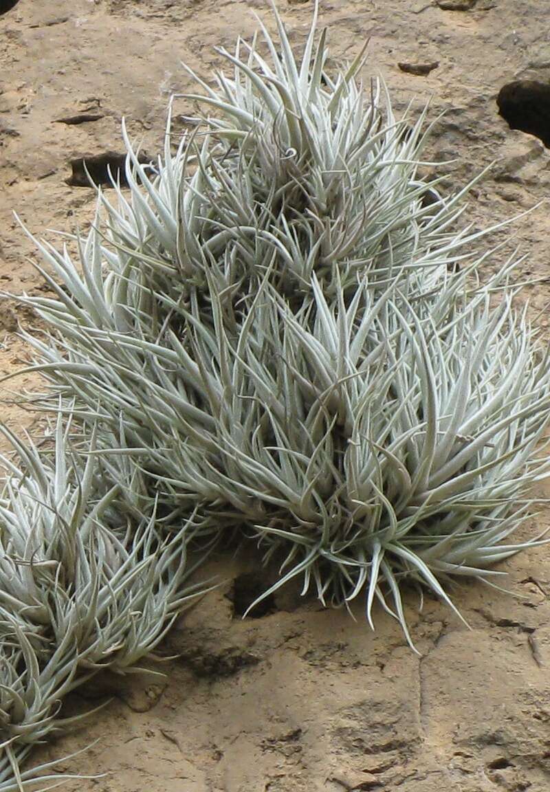 Tillandsia albida Mez & Purpus resmi