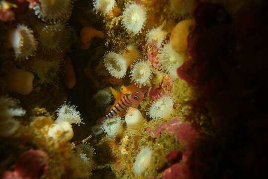 Image of Blue-eyed Triplefin