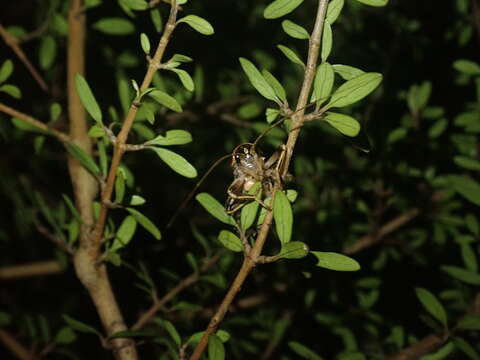 صورة Deinacrida rugosa Buller 1871