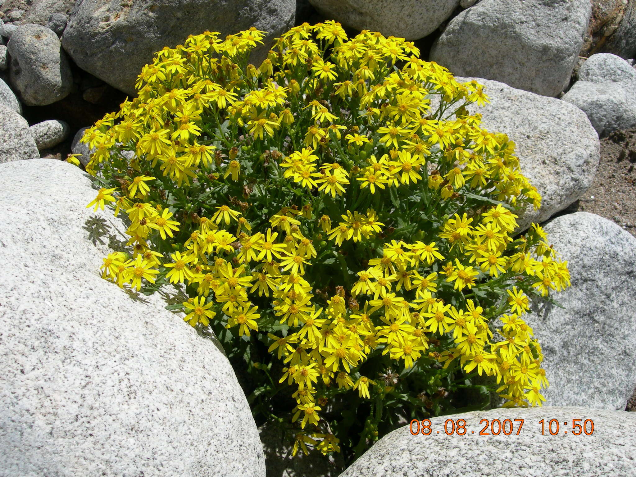 Plancia ëd Senecio leucanthemifolius subsp. caucasicus (DC.) Greuter