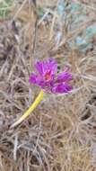 Image of coastal onion