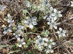 Image of black bread weed