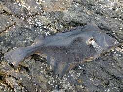 Image of Starry Flounder