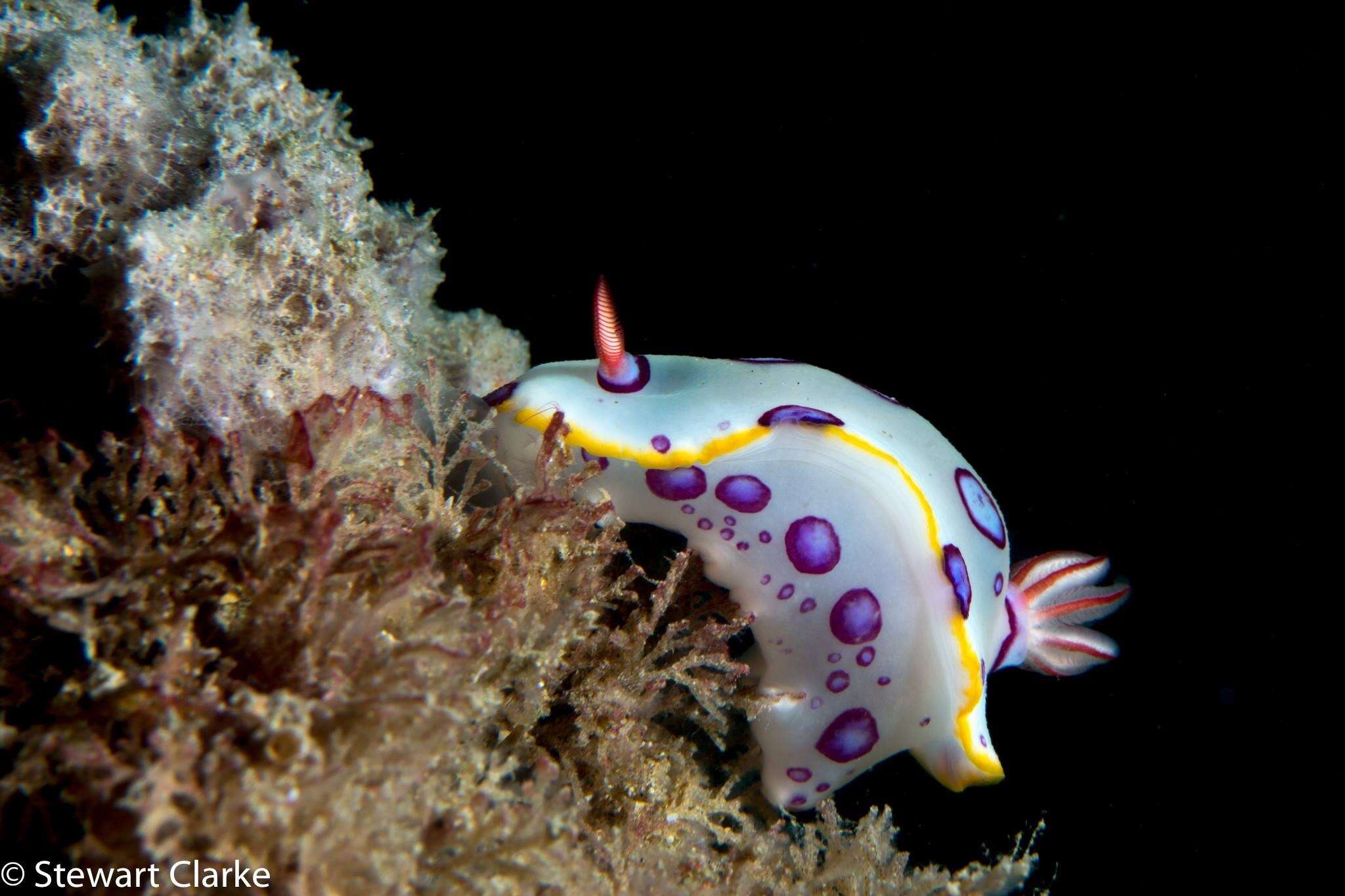 Image of Hypselodoris dollfusi (Pruvot-Fol 1933)