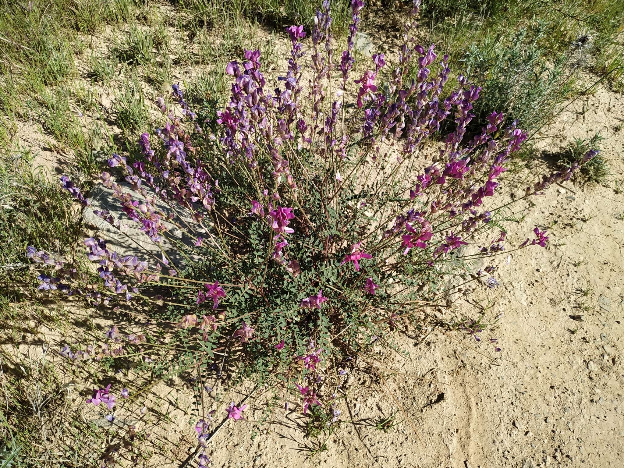 Plancia ëd Hedysarum boveanum subsp. europaeum Guitt. & Kerguelen