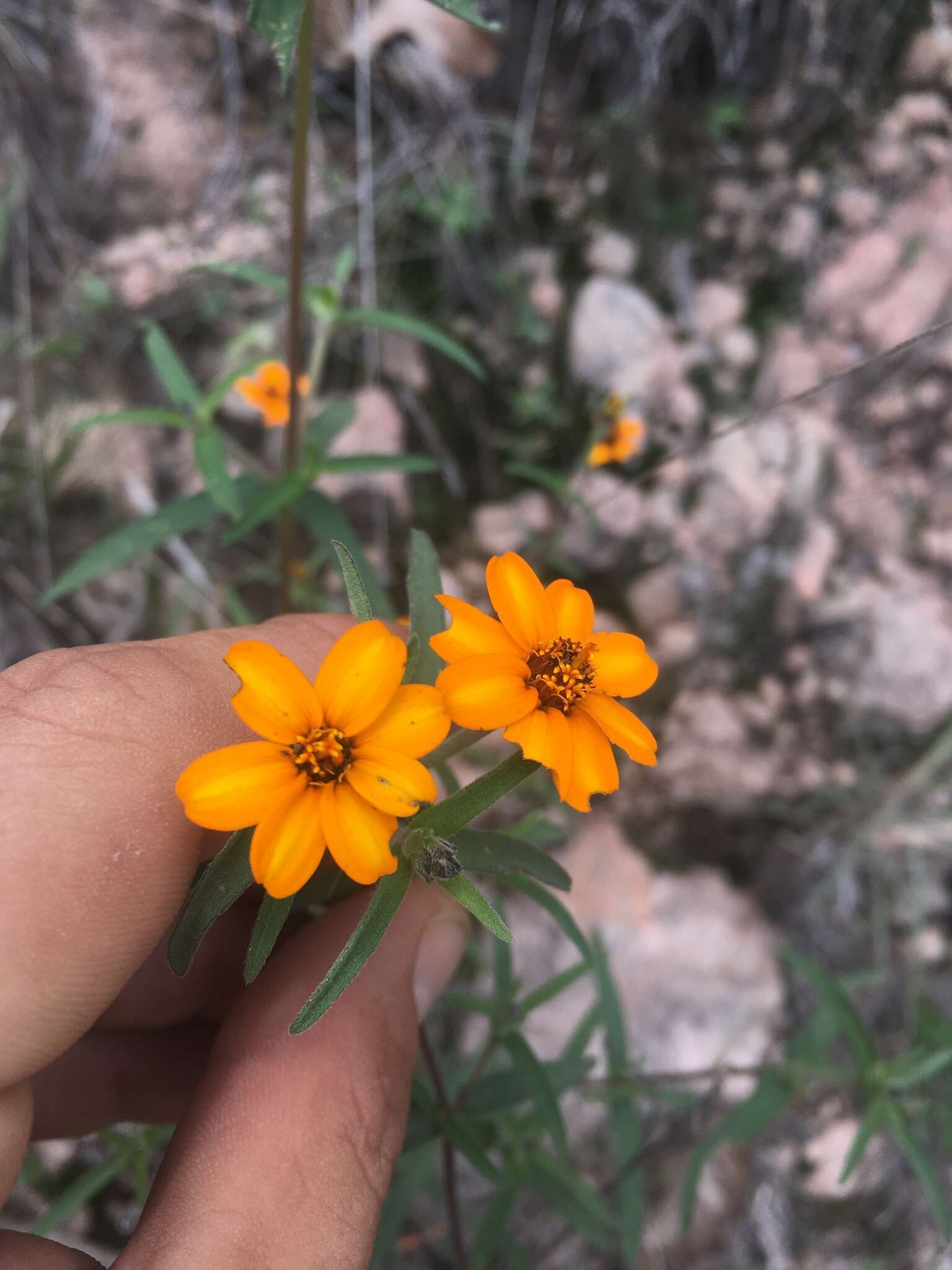 Image of narrowleaf zinnia