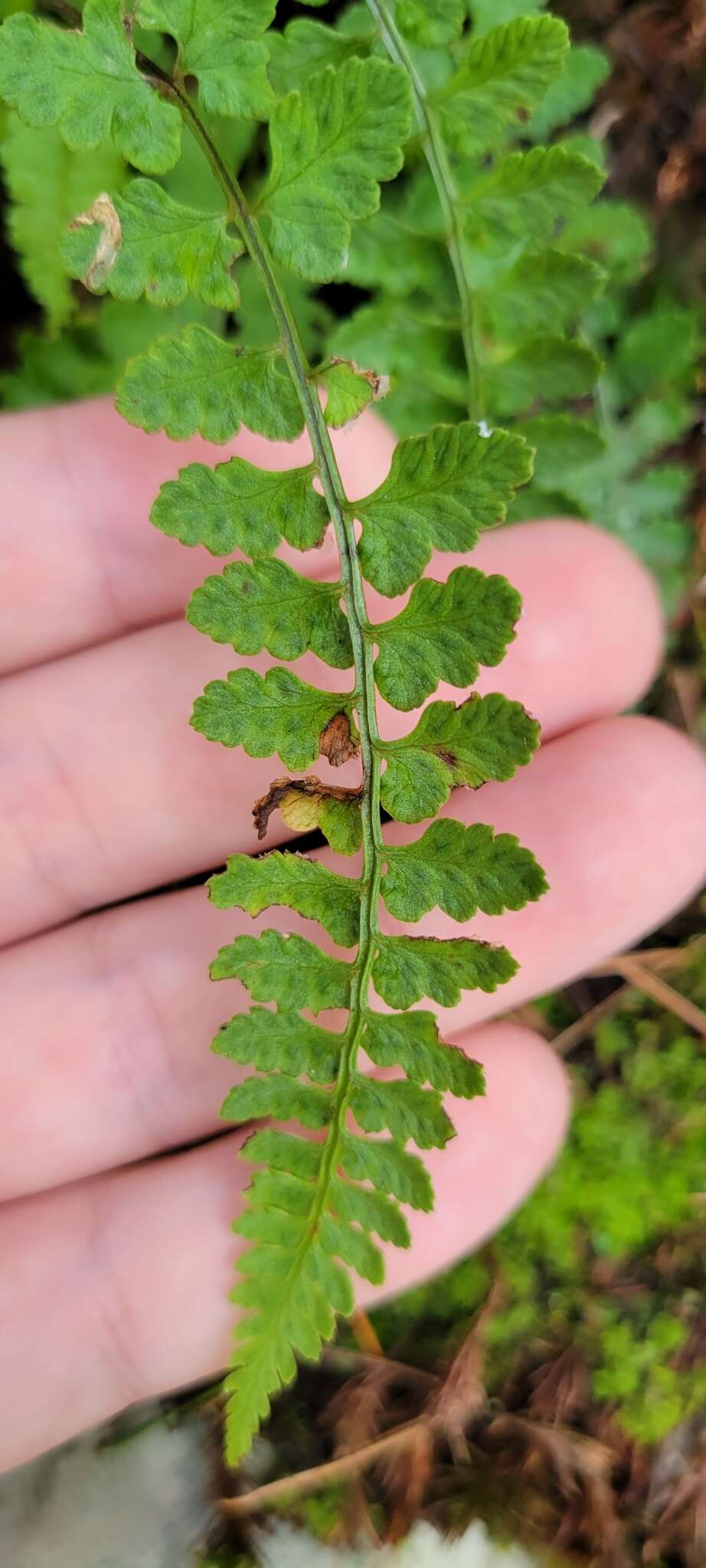 Image of Athyrium anisopterum Christ