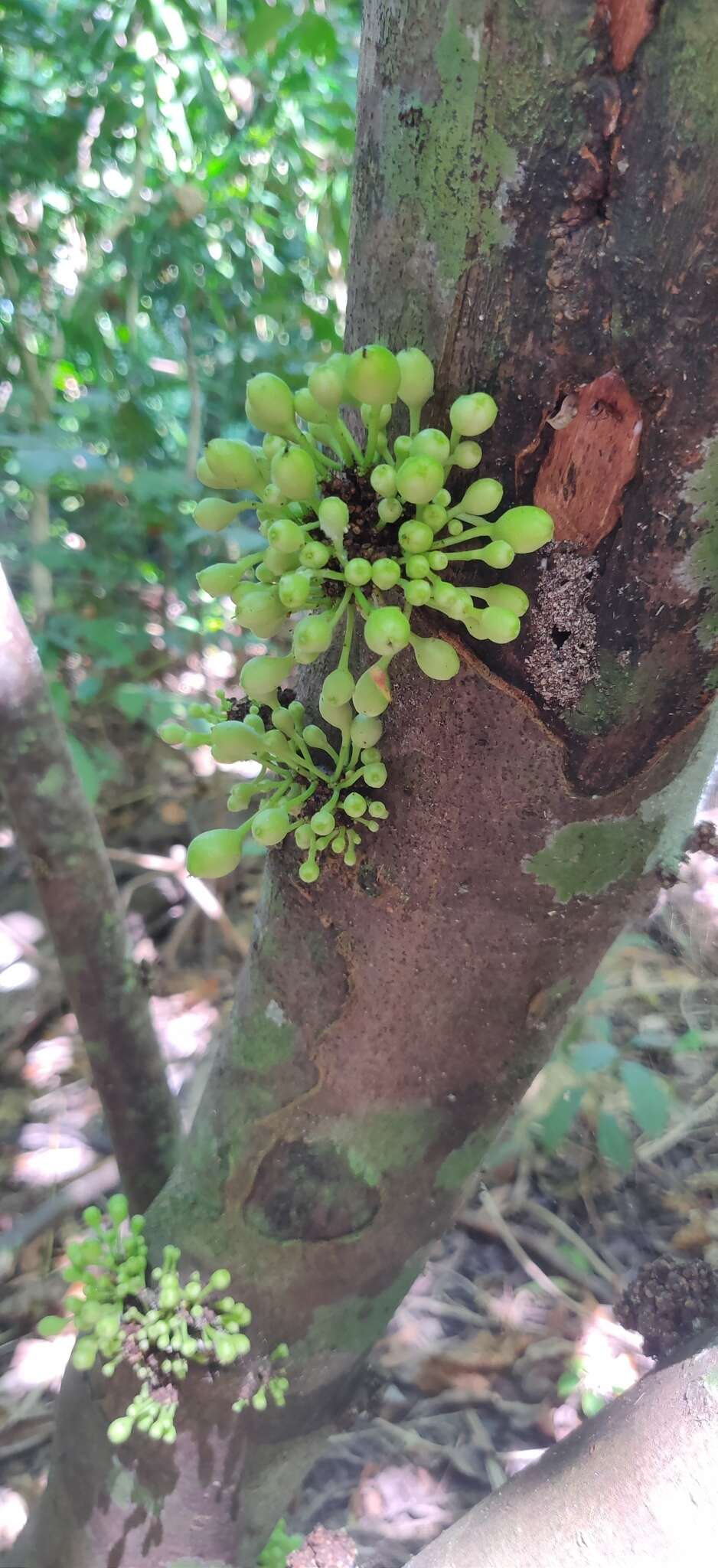 Image de Baccaurea ramiflora Lour.