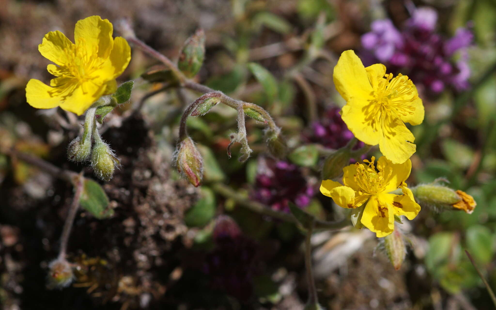 Imagem de Helianthemum alpestre (Jacq.) DC.