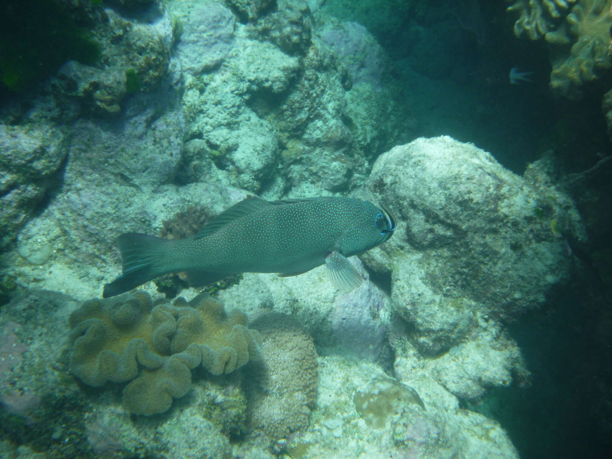 Image of Coral Trout