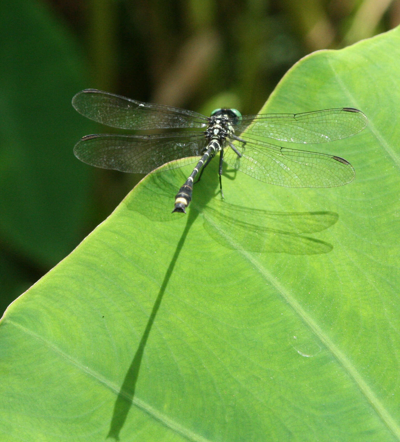 Image of Burmagomphus asahinai Kosterin, Makbun & Dawwrueng 2012