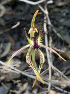 Caladenia corynephora A. S. George resmi