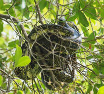 Morelia spilota spilota (Lacépède 1804) resmi