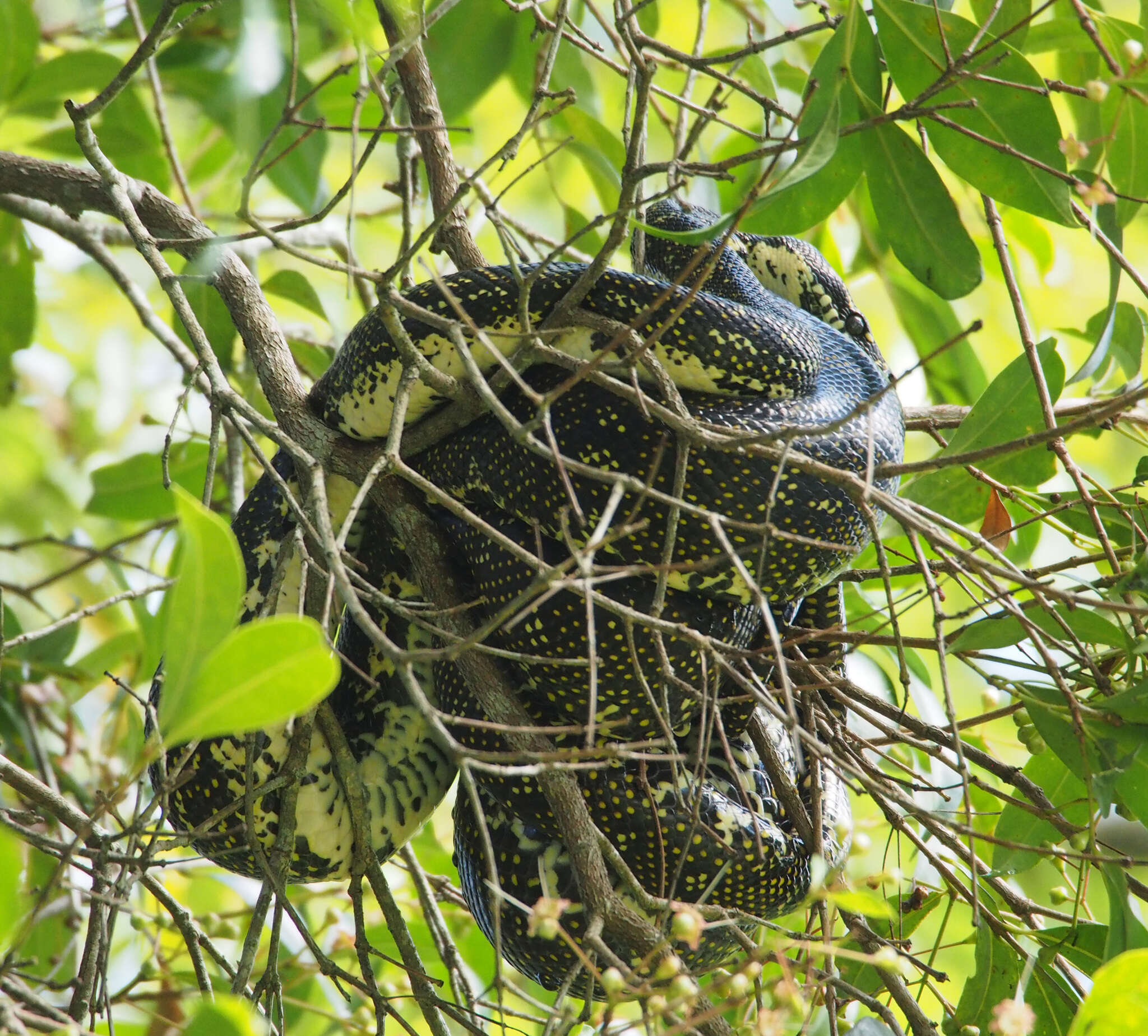 Image of Morelia spilota spilota (Lacépède 1804)