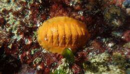 Image of Callochiton dentatus (Spengler 1797)