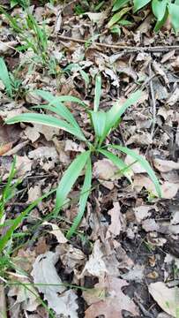 Sivun Allium tricoccum var. burdickii Hanes kuva