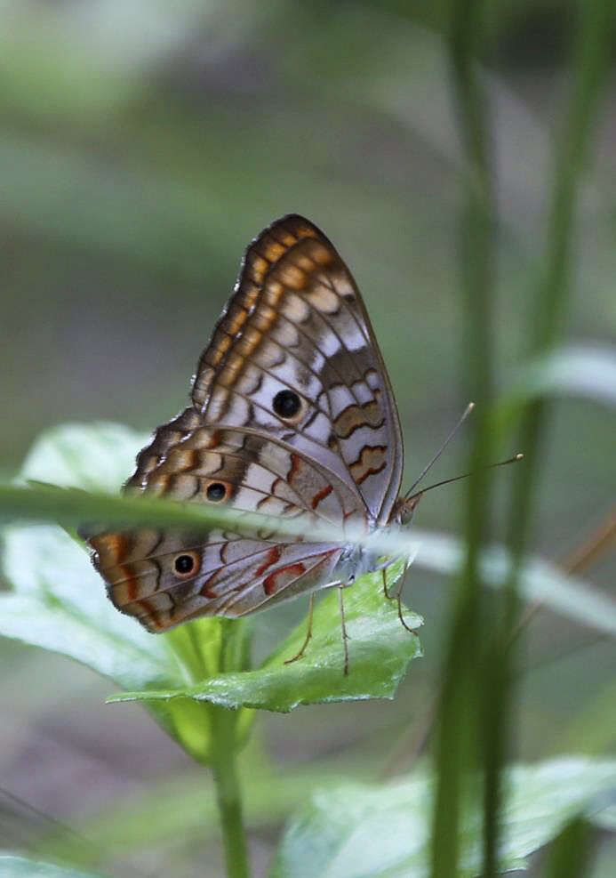 Plancia ëd Anartia jatrophae semifusca Munroe 1942