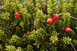 Image of Alpine Totara