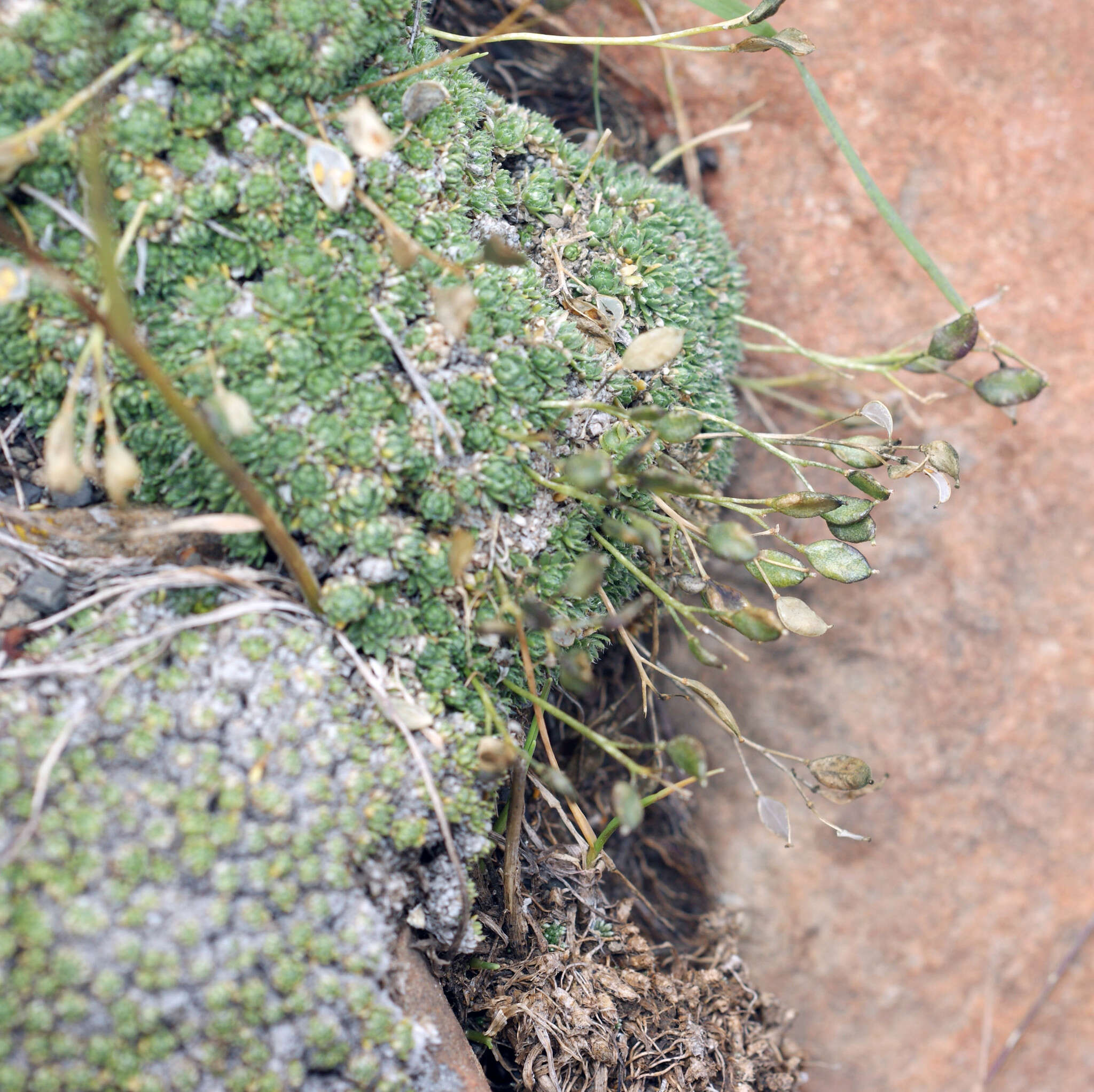 Image of Draba rigida Willd.