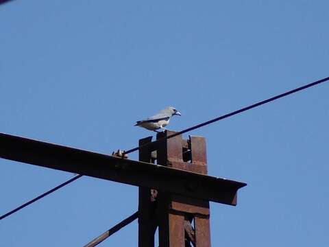 Image of Ashy Wood Swallow