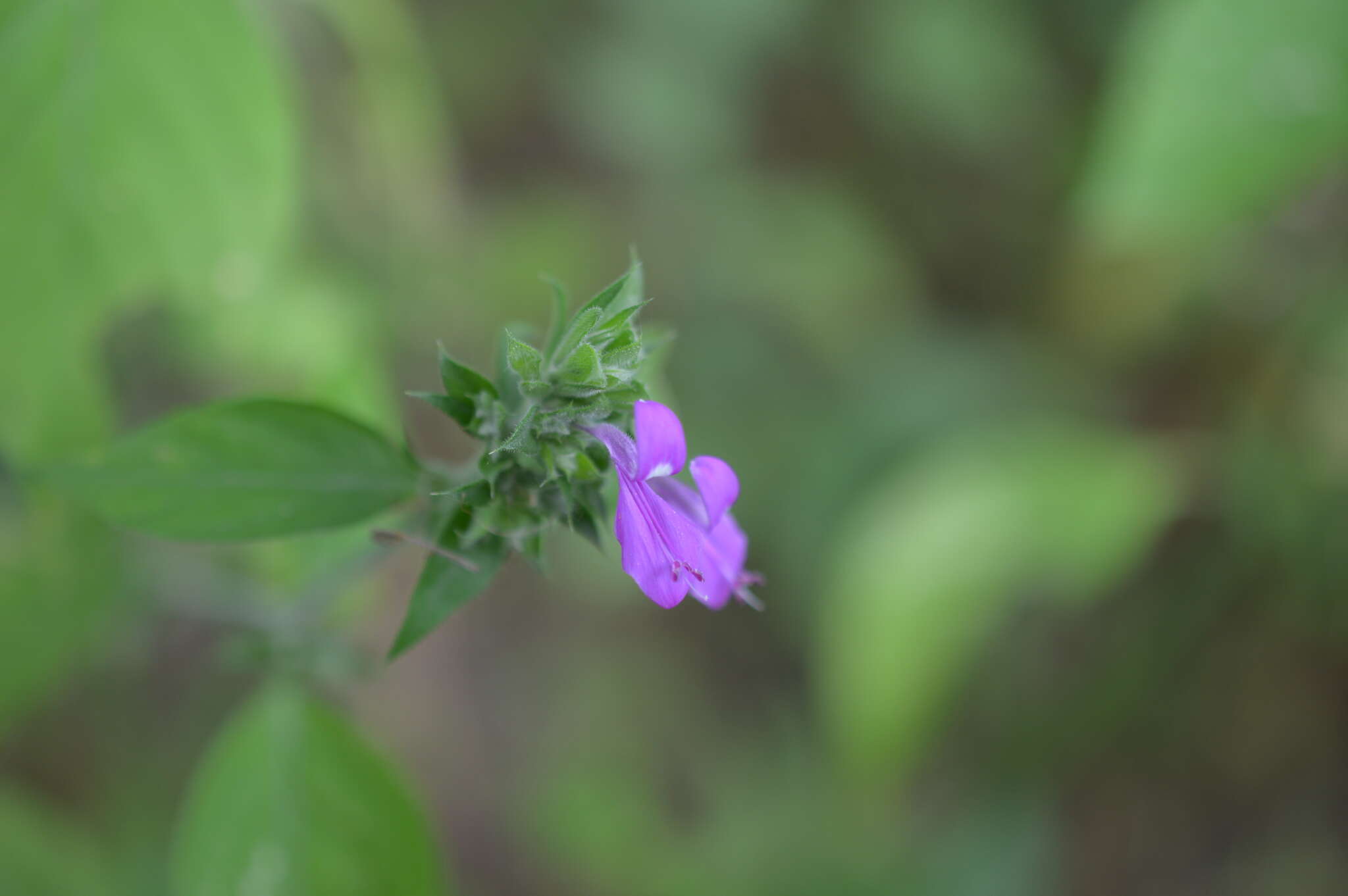 Image of Dicliptera francodavilae Cornejo, Wassh. & Bonifaz