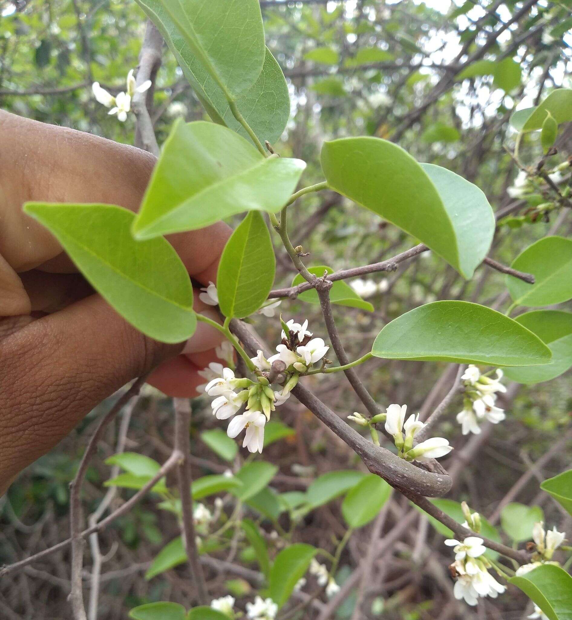 Plancia ëd Dalbergia brownei (Jacq.) Urb.