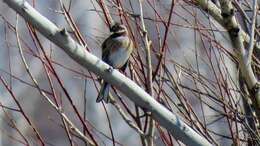 صورة Emberiza leucocephalos Gmelin & SG 1771