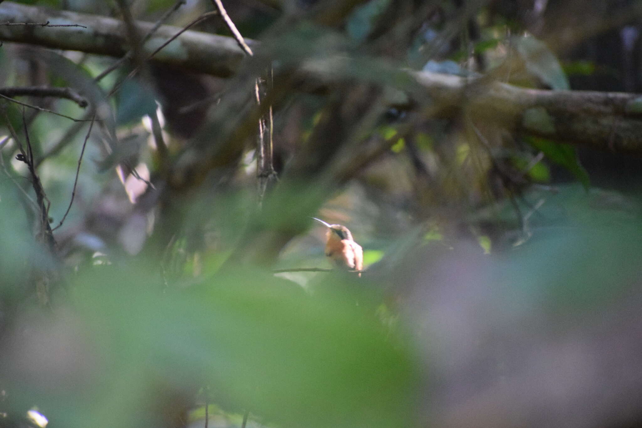 Image of Reddish Hermit