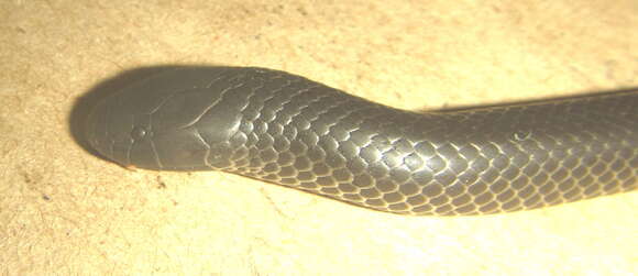 Image of Bibron’s Stiletto Snake