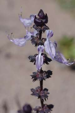 Plectranthus pentheri (Gürke) van Jaarsv. & T. J. Edwards的圖片