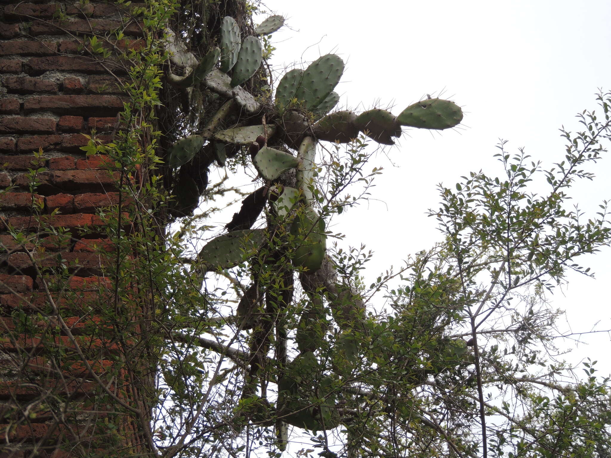 Image of <i>Opuntia bonaerensis</i>