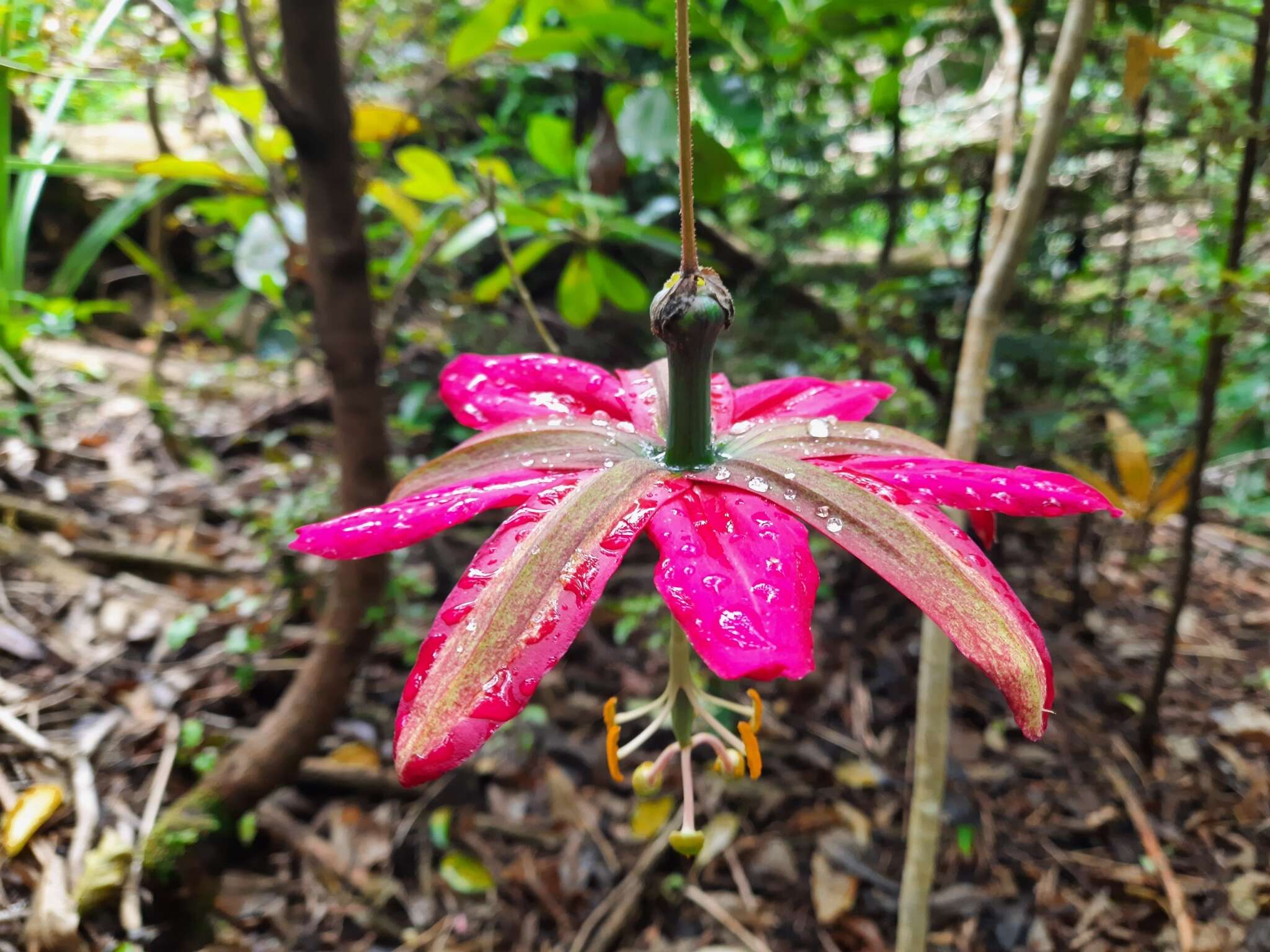 Imagem de Passiflora antioquiensis Karst.