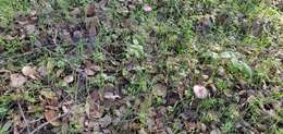 Image of Agaricus kerriganii L. A. Parra, B. Rodr., A. Caball., M. Martín-Calvo & Callac 2013