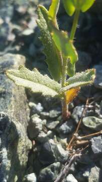 Image of Mt. Tamalpais jewelflower