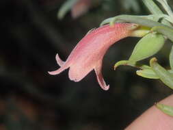 Image de Eremophila youngii F. Muell.