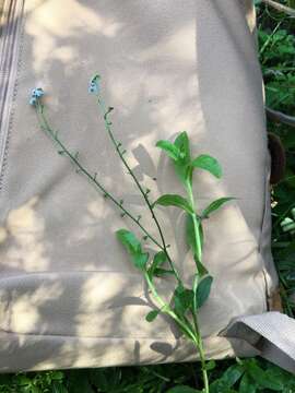 Image of Creeping Forget-me-not