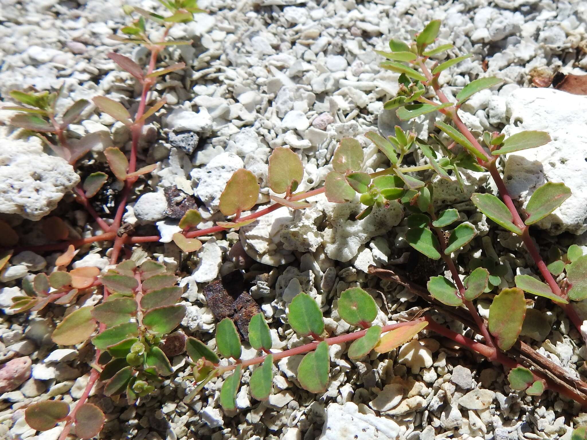 Слика од Euphorbia cozumelensis Millsp.