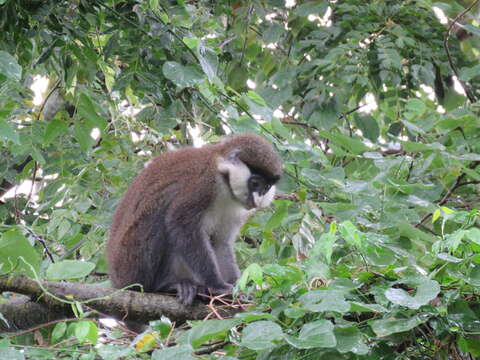 Cercopithecus ascanius schmidti Matschie 1892 resmi