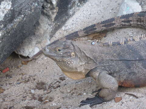 Image of Cayman Island Ground Iguana